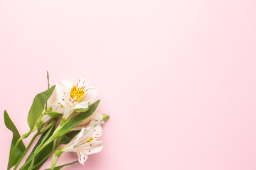 White flower Alstroemeria on a pink background with copyspace