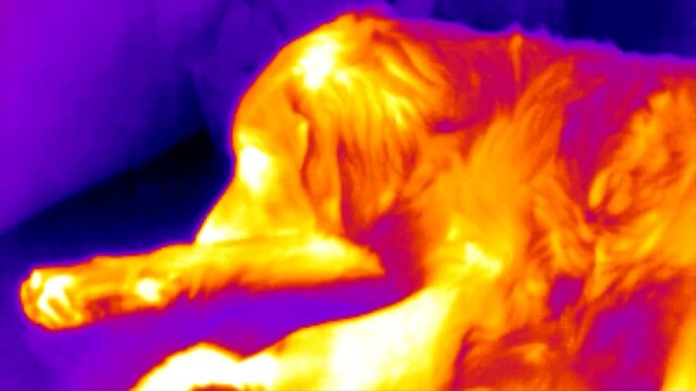 Thermal imaging camera detecting measures the temperature in dogs ..Animals thermal camera concept..