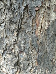 tree bark texture