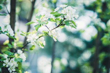 Blooming apple tree in the garden. Selective focus.