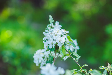 Blooming apple tree in the garden. Selective focus.