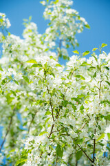 Blooming apple tree in the garden. Selective focus.