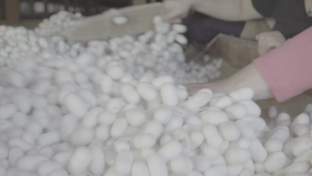 Close-up video shoot of people who parse and process silkworm cocoons for silk thread production. Slog 2 was shot in video format.