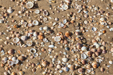 sea ​​shells on sand by the sea