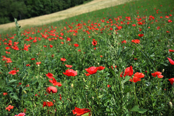 Campo di fiori di papavero, paesaggio collinare in una assolata giornata d’estate