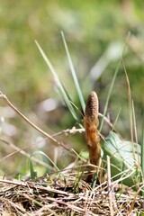 Young wood horsetail plant in dry grass. Close up.