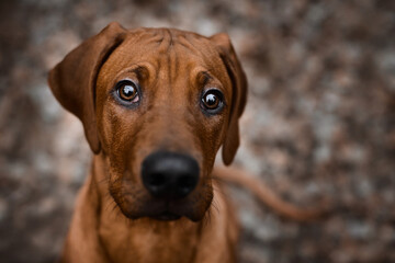 Curious Rhodesian Ridgeback puppy looking up straight to camera