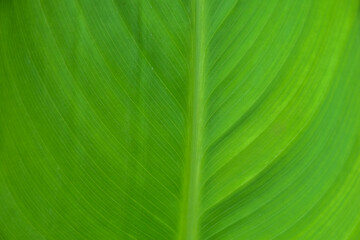 Close up green leaf texture background.