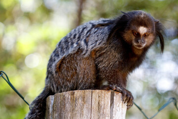 littie brazilian monkey