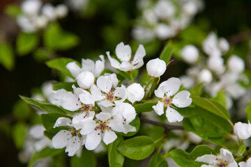 close white flowers and leaves of a cherry tree