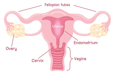 Human anatomy Female reproductive system, female reproductive organs. Organs location scheme uterus, cervix, ovary, fallopian tube icon.
