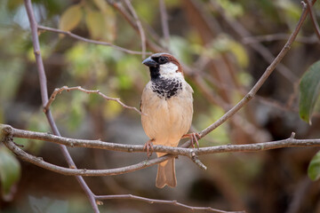 African house sparrow (Passer domesticus) perched on a tree branch in Mozambique