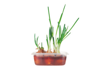 Onion sprouts in plastic container isolated on white background