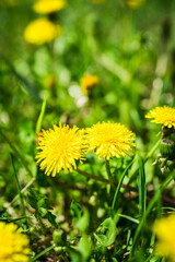 Beautiful dandelion in the field. Selective focus. Shallow depth of field.