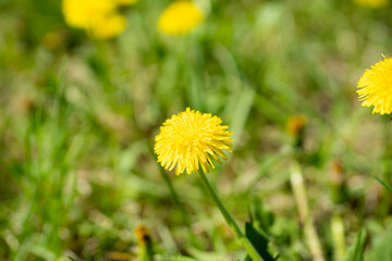 Beautiful dandelion in the field. Selective focus. Shallow depth of field.
