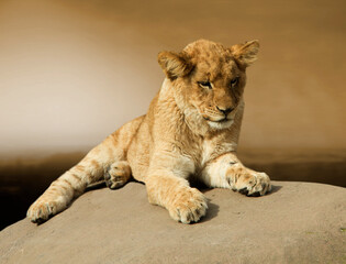 Lion cub