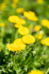 Beautiful dandelion in the field. Selective focus. Shallow depth of field.