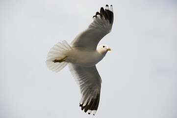 A white gull soars in the blue sky, a gull flies