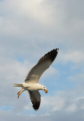 A white gull soars in the blue sky, a gull flies