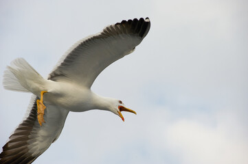 A white gull soars in the blue sky, a gull flies