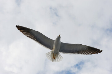 A white gull soars in the blue sky, a gull flies