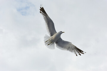 A white gull soars in the blue sky, a gull flies