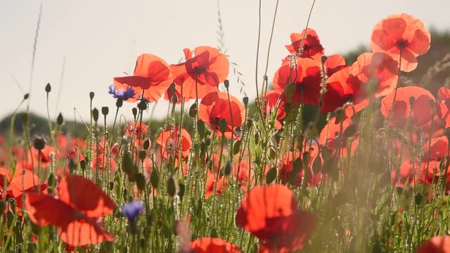 Sch&ouml;nes Mohnblumenfeld im Fr&uuml;hling