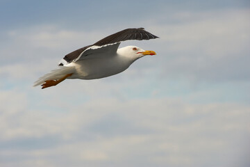 A white gull soars in the blue sky, a gull flies