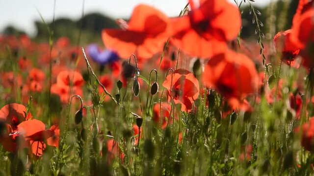 Sch&ouml;nes Mohnblumenfeld im Fr&uuml;hling