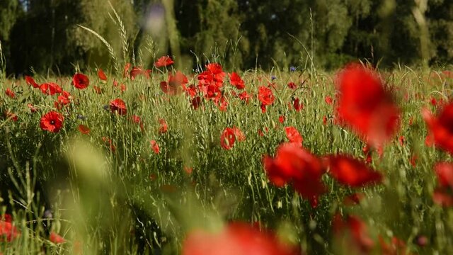 Sch&ouml;nes Mohnblumenfeld im Fr&uuml;hling
