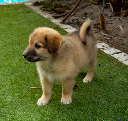 Rescue Puppy Playing and relaxing like the goodest boy