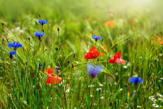 Wildflowers poppies, cornflowers and daisies in a field among immature green ears of rye. Background - Powered by Adobe