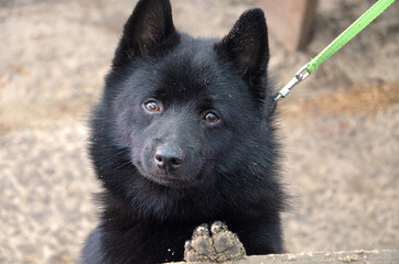 A curious dog is looking directly at the camera. Black dog on a leash.