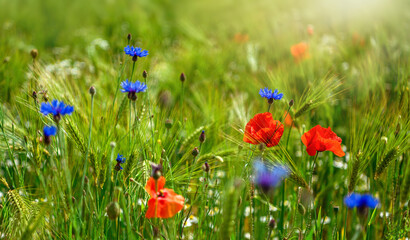 Wildflowers poppies, cornflowers and daisies in a field among immature green ears of rye. Background