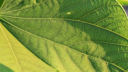 macro view of green leaf texture