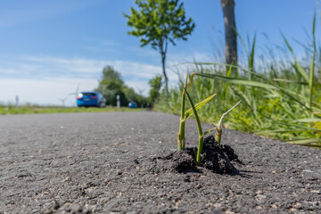 green grass broken through asphalt