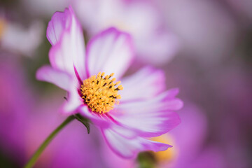 Close up of a pink flower