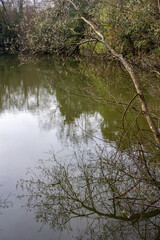tree reflection in water