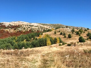Fototapeta na wymiar autumn mountain view with red and yellow trees in Pirin mountain