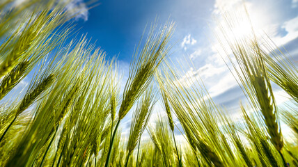 Unripe, green ears of rye. Agriculture. Background.
