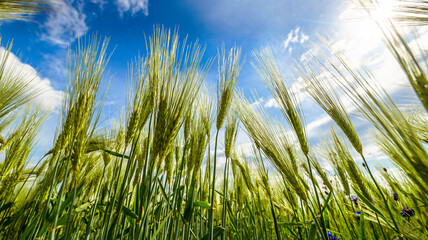 Unripe, green ears of rye. Agriculture. Background.