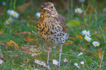 Song Thrush standing to attention in the garden on a beautiful sunny day.