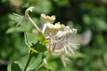 close up of a white flower