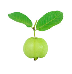 Fresh green ripe guava fruit with two green leaves isolated on white background, die cut with clipping path