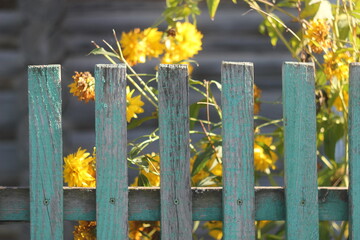 fading yellow autumn flowers behind an old wooden fence