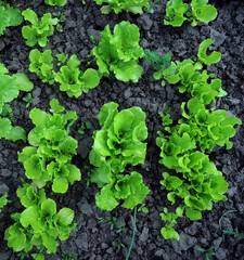 Lines Of Organic Lettuce Sprouts On A Field. View From Above
