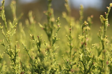follaje de plantas de campo en primer palno 