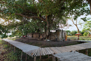 Public Ancient golden buddha statue in church, ancient temple is Wat Pa kathum Bot kao 200 years , outside is covered with root of banyan tree