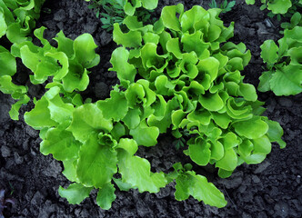 Lettuce Bush Growing On Garden Patch Top View 
