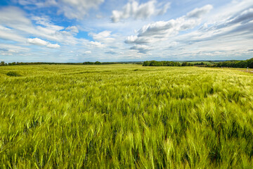 Rye field with unripe green ears of wheat. Background